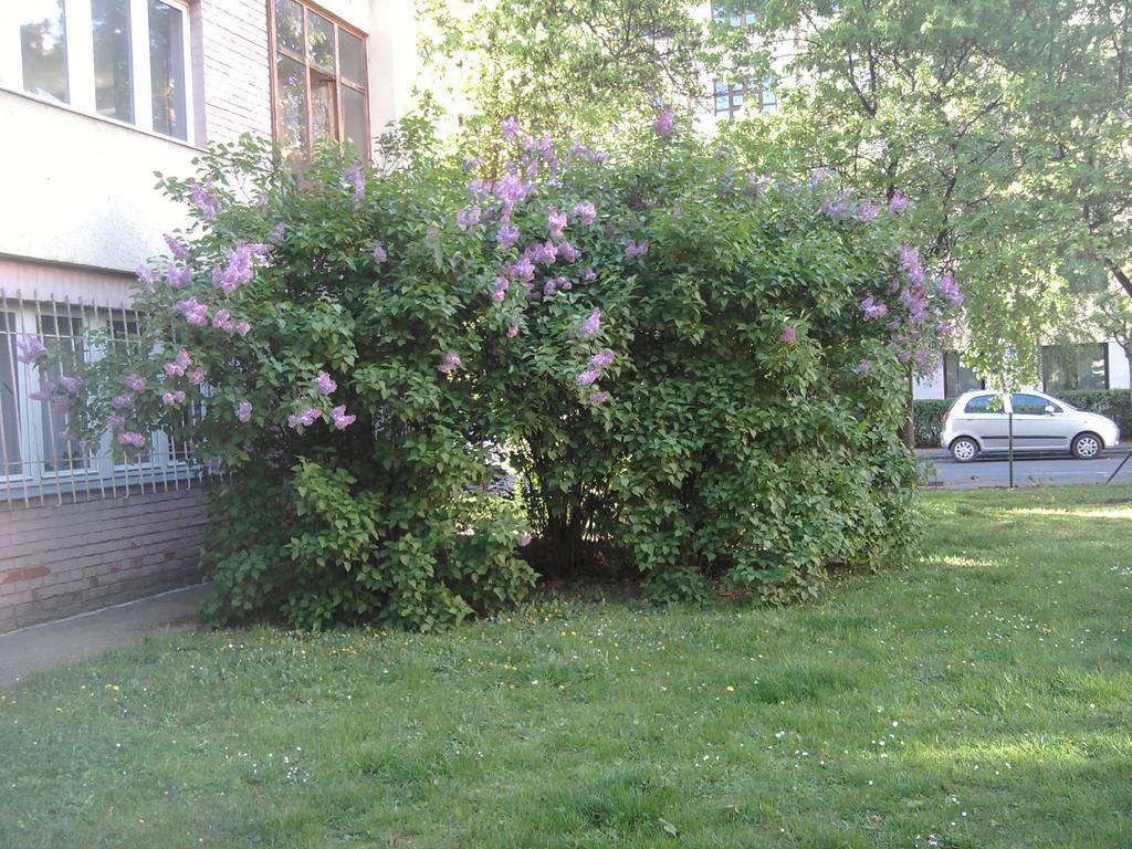Belvarosi Studio Apartman Yanıkkale Dış mekan fotoğraf